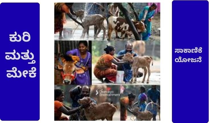 ಕುರಿ ಮತ್ತು ಮೇಕೆ